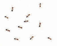 Fliegende Ameisen