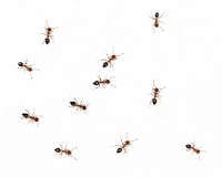 Was hilft gegen Ameisen