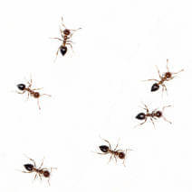 Ameisen in der Wohnung